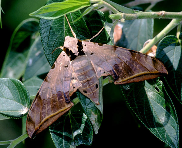 Female Ambulyx sericeipennis, Taiwan. Photo: © Felix Lin.