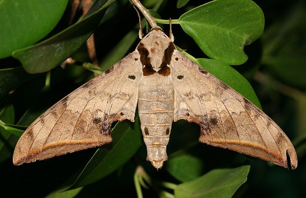 Male Ambulyx sericeipennis, Taiwan. Photo: © Henry Tzuoo.