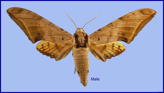 Male Ambulyx sericeipennis, Taiwan. Photo: © NHMUK.