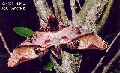 Resting adult of Amplypterus panopus, Hong Kong. Photo: © Roger Kendrick.