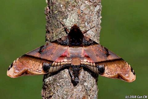 Resting adult of Amplypterus panopus, Bukit Fraser, Malaysia. Photo: © CheongWeei Gan.