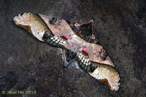 Adult Amplypterus panopus, Mt. Wuzhishan, Hainan, China, 20.xi.2018. Photo: © He JiBai.