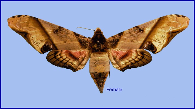 Female Amplypterus panopus. Photo: © NHMUK.