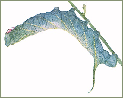Final instar blue-green form larva of Amplypterus panopus. Image: Mell, 1922b