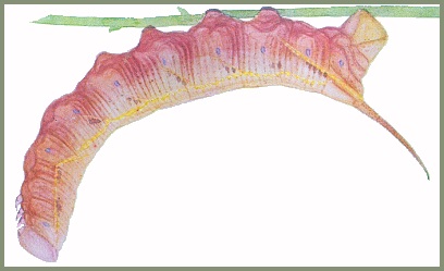 Final instar reddish-brown form larva of Amplypterus panopus. Image: Mell, 1922b