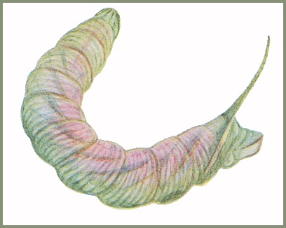 Final instar pre-pupation form larva of Amplypterus panopus. Image: Mell, 1922b