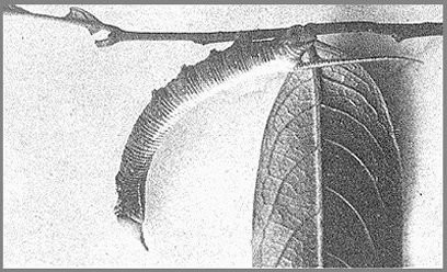 Fourth instar larva of Amplypterus panopus. Photo: Mell, 1922b