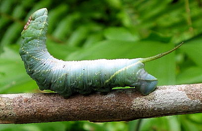 Final instar larva of Amplypterus panopus, Singapore. Photo: © Leong Tzi Ming.