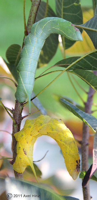 Final instar larvae of Amplypterus panopus, Xuat Hoa, northern Vietnam. Photo: © Axel Hinz.