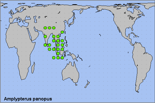 Global distribution of Amplypterus panopus. Map: © NHMUK.