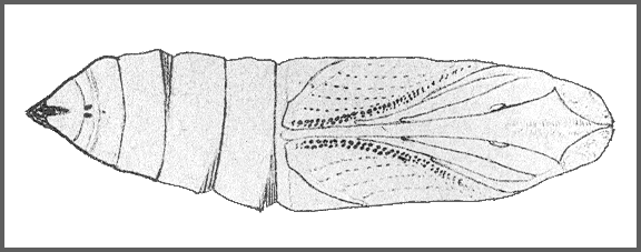 Pupa of Amplypterus panopus. Image: Mell, 1922b