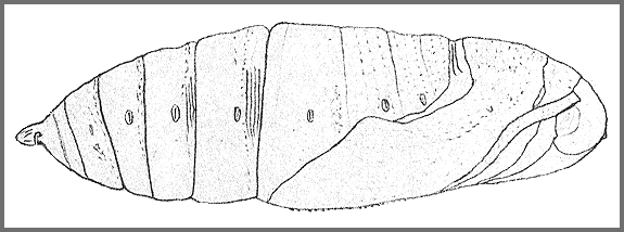 Pupa of Amplypterus panopus. Image: Mell, 1922b