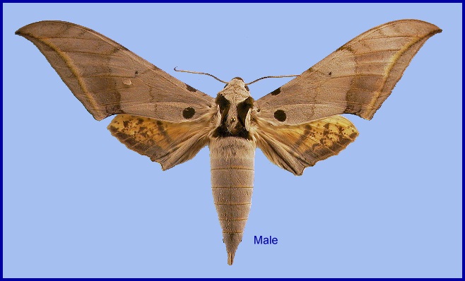 Male Ambulyx placida. Photo: © NHMUK.