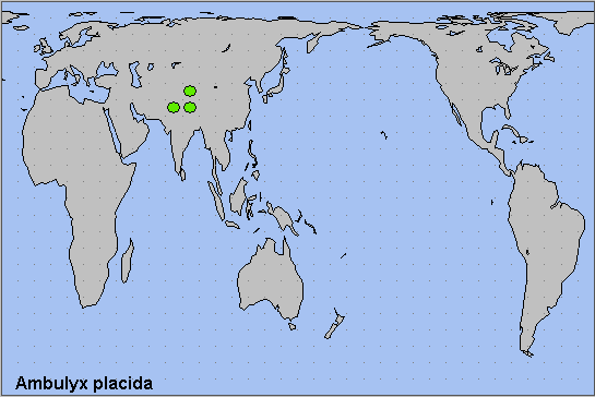 Global distribution of Ambulyx placida. Map: © NHMUK.