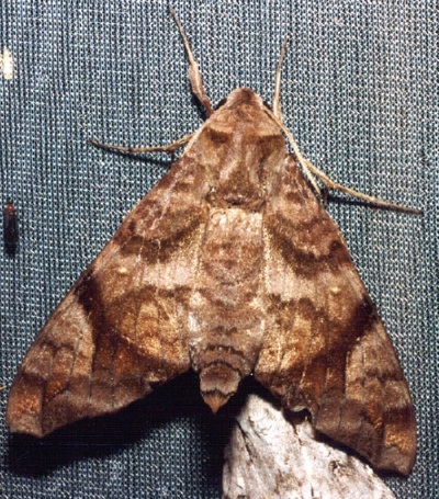 Faded resting adult of Acosmeryx pseudomissa, Thailand. Photo: © Ian Kitching.