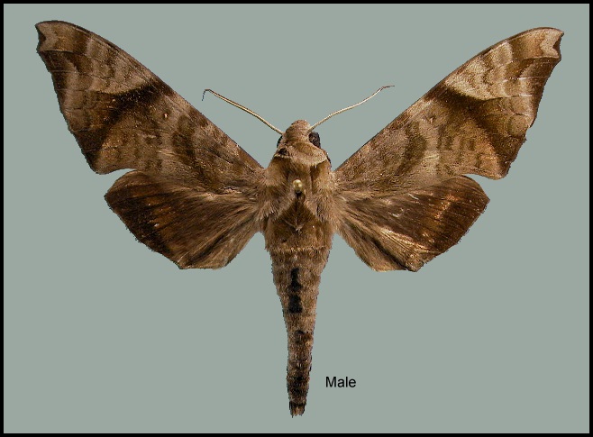 Male Acosmeryx pseudomissa. Photo: © NHMUK