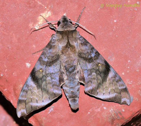 Adult Acosmeryx pseudonaga, Seijosa, Pakke-Kessang District, Arunachal Pradesh, India, 27.vii.2014. Photo: © Sanjay Sondhi