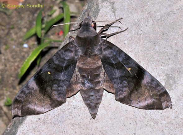 Adult Acosmeryx pseudonaga, Seijosa, Pakke-Kessang District, Arunachal Pradesh, India, 27.vii.2014. Photo: © Sanjay Sondhi