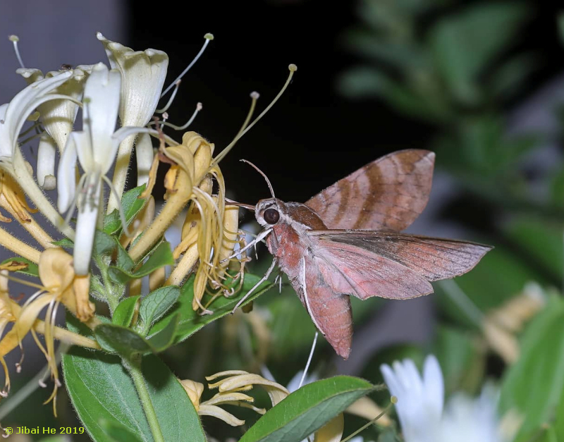 Ampelophaga rubiginosa feeding from Lonicera japonica, Aba/Ngawa, Li county, Sichuan Province, China, 2450m, 28.vi.2019. Photo: © He JiBai, 2019.