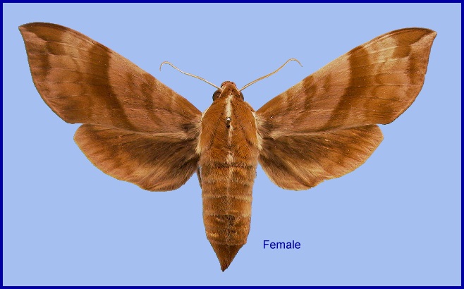 Female Ampelophaga rubiginosa rubiginosa. Photo: © NHMUK