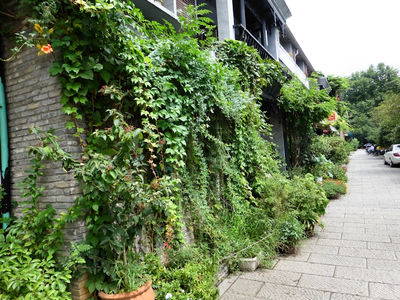 Typical urban habitat of Ampelophaga rubiginosa rubiginosa, YHA, 'Orioles Singing in the Willows', West Lake, Hangzhou, Zhejiang, China, September 2016. Photo: © Tony Pittaway.