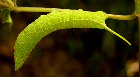 Third instar larva of Ampelophaga rubiginosa rubiginosa, Hangzhou, Zhejiang, China. Photo: © Tony Pittaway