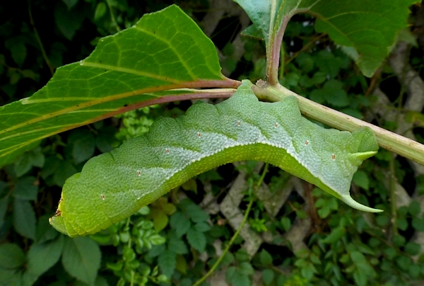 Full-grown green form larva of Ampelophaga rubiginosa rubiginosa, YHA, 'Orioles Singing in the Willows', West Lake, Hangzhou, Zhejiang, China, 17.ix.2016. Photo: © Tony Pittaway.