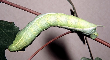 Full-grown green form larva of Ampelophaga rubiginosa rubiginosa, Badaling (near Beijing), China, 27.viii.2003. Photo: © Tony Pittaway