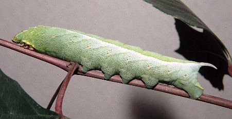 Full-grown green form larva of Ampelophaga rubiginosa rubiginosa, Badaling (near Beijing), China, 27.viii.2003. Photo: © Tony Pittaway