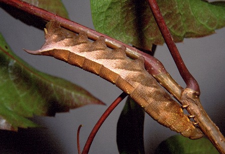 Full-grown brown form larva of Ampelophaga rubiginosa rubiginosa, Badaling (near Beijing), China, 27.viii.2003. Photo: © Tony Pittaway