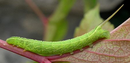 Third instar larva of Ampelophaga rubiginosa rubiginosa, Beijing, China. Photo: © Tony Pittaway