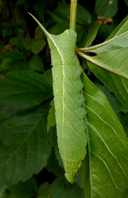 Fourth instar larva of Ampelophaga rubiginosa rubiginosa, YHA, 'Orioles Singing in the Willows', West Lake, Hangzhou, Zhejiang, China, 12.ix.2016. Photo: © Tony Pittaway.