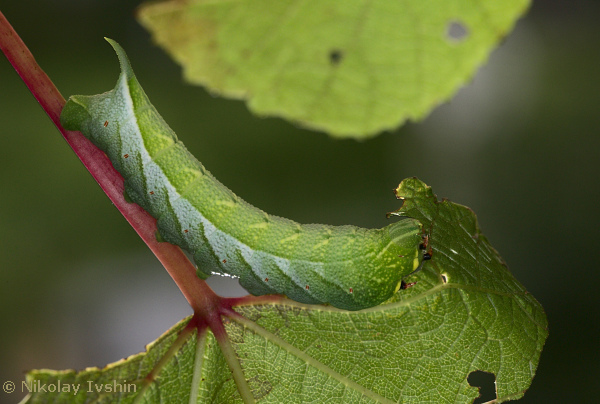 Full-grown green form larva of Ampelophaga rubiginosa rubiginosa, Andreevka, Primorskiy Krai, Russian Far East, August 2020. Photo: © Nikolay Ivshin.