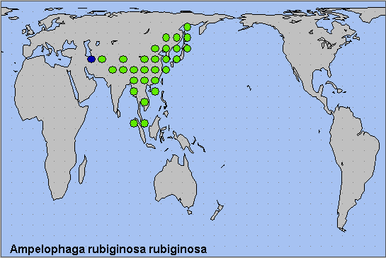 Global distribution of Ampelophaga rubiginosa rubiginosa. Map: © NHMUK.