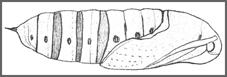 Pupa of Ampelophaga rubiginosa rubiginosa. Image: Mell, 1922b