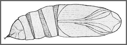 Pupa of Ampelophaga rubiginosa rubiginosa. Image: Mell, 1922b