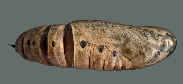 Pupa of Ampelophaga rubiginosa rubiginosa, 'Orioles Singing in the Willows', West Lake, Hangzhou, Zhejiang, China, September 2016. Photo: © Tony Pittaway.