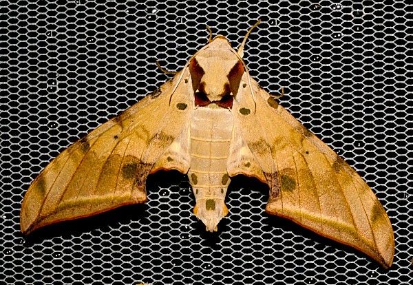 Male Ambulyx schauffelbergeri, Jiucai Ling, Guizhou, China. Photo: © Viktor Sinjaev.