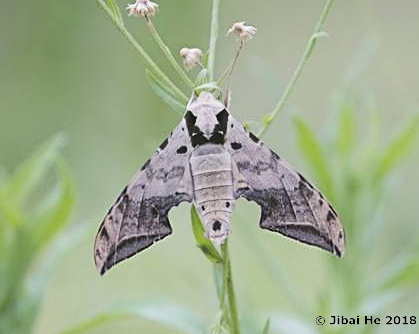 Male Ambulyx schauffelbergeri, Mt. Guifeng, Macheng, Hubei, China 200m, 18.vi.2018. Photo: © He JiBai.