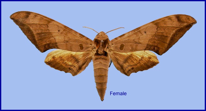 Female Ambulyx schauffelbergeri. Photo: © NHMUK