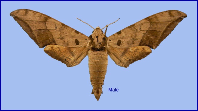 Male Ambulyx schauffelbergeri. Photo: © NHMUK