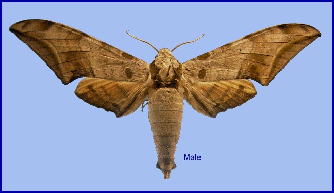 Male Ambulyx schauffelbergeri. Photo: © NHMUK