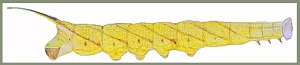 Final instar larva of Ambulyx schauffelbergeri. Image: Mell, 1922b