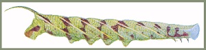 Final instar larva of Ambulyx schauffelbergeri. Image: Mell, 1922b