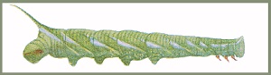 Final instar larva of Ambulyx schauffelbergeri. Image: Mell, 1922b