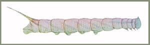 Final instar pre-pupation form larva of Ambulyx schauffelbergeri. Image: Mell, 1922b