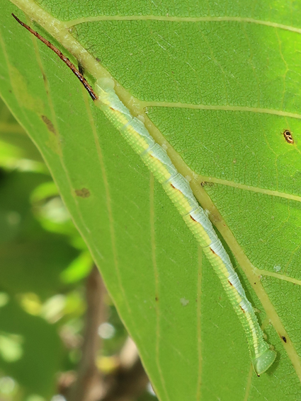 Second-instar larva of Ambulyx schauffelbergeri on Juglans regia, Haidian, Beijing, China, 24.vii.2018. Photo: © Vyacheslav Ivonin & Yanina Ivonina