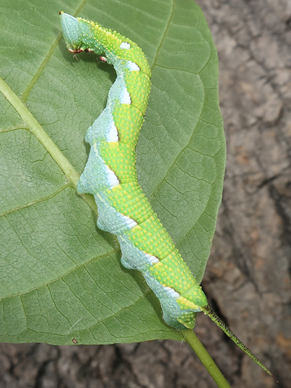 Fourth-instar larva of Ambulyx schauffelbergeri on Juglans regia, Haidian, Beijing, China, 24.vii.2018. Photo: © Vyacheslav Ivonin & Yanina Ivonina