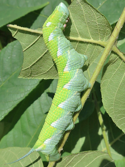 Fifth-instar larva of Ambulyx schauffelbergeri on Juglans regia, Haidian, Beijing, China, 24.vii.2018. Photo: © Vyacheslav Ivonin & Yanina Ivonina