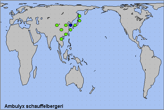 Global distribution of Ambulyx schauffelbergeri. Map: © NHMUK.